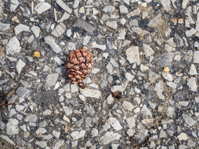 Pine Cone on Rocky Cement