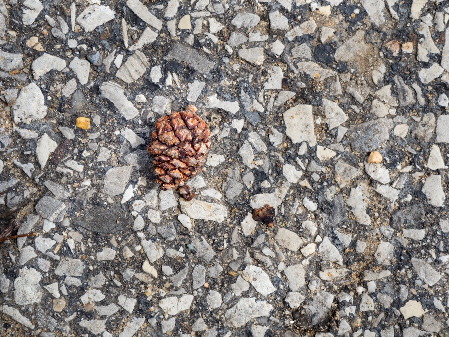 Photo: Pine Cone on Rocky Cement