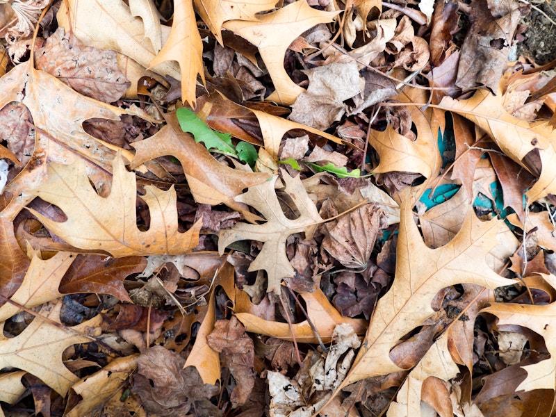 Photo: Fallen Leaves