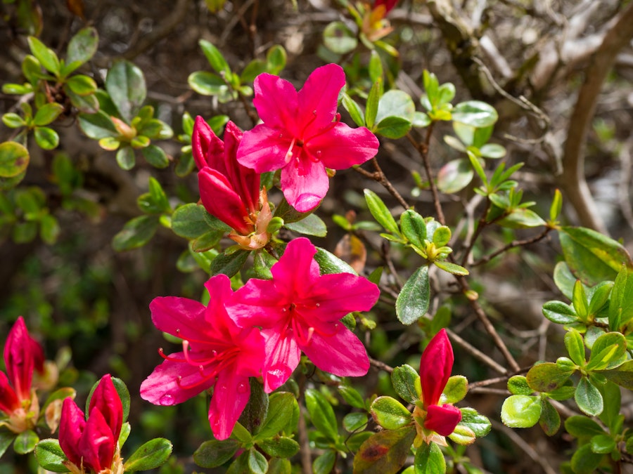 Photo: Red Flowers and Leaves