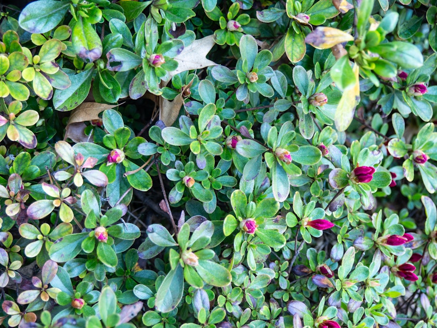 Photo: A close up of a plant with repeating green leaves pattern