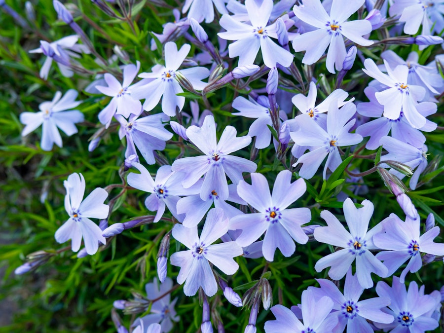 Photo: A group of purple flowers above blurred green leaves