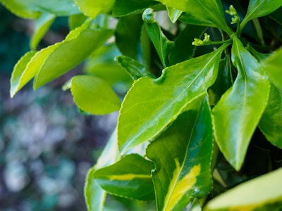 Green Leaves - Close up of green leaves above pavement 