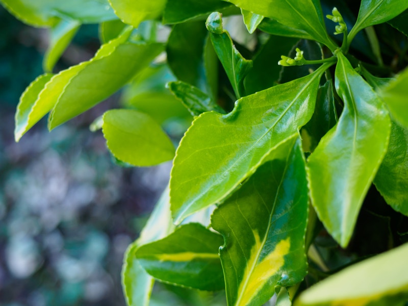 Photo: Close up of green leaves above pavement 