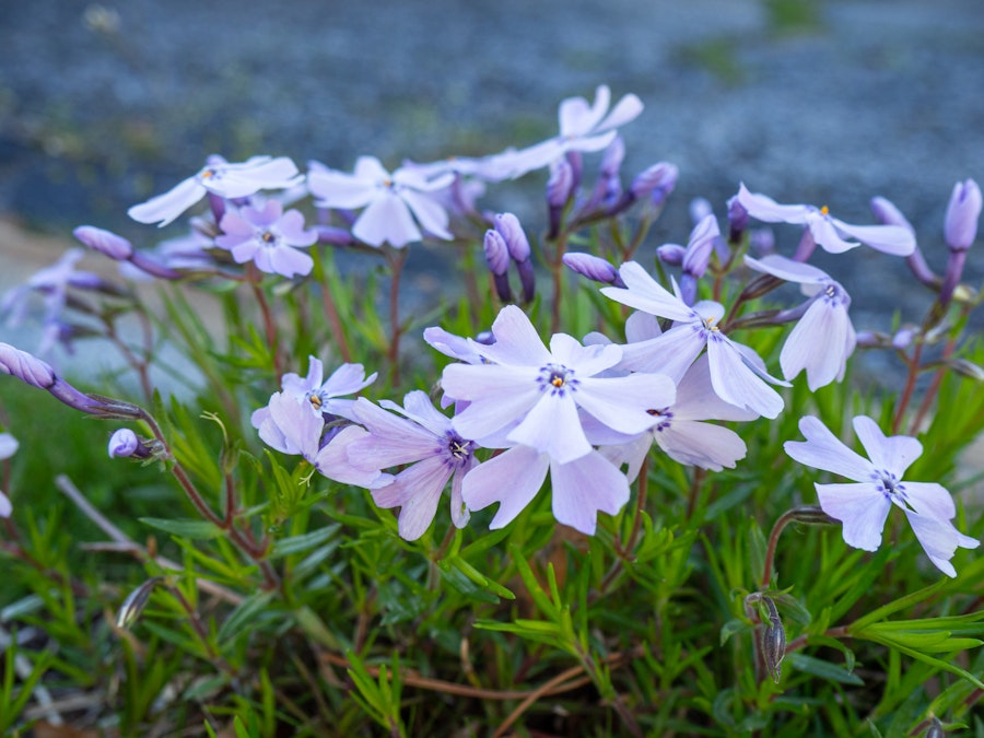Photo: A group of purple flowers in a garden with green grass