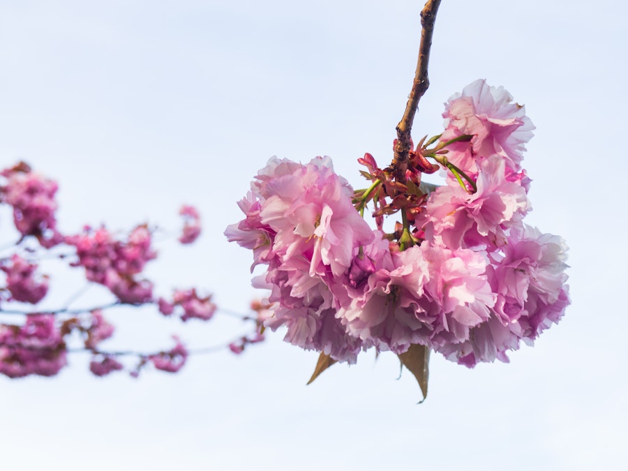 Photo: A close up of a pink flower on a branch 