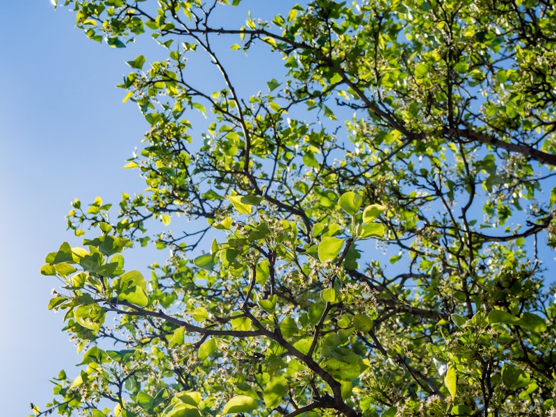 Photo: Green Leaves and Branches