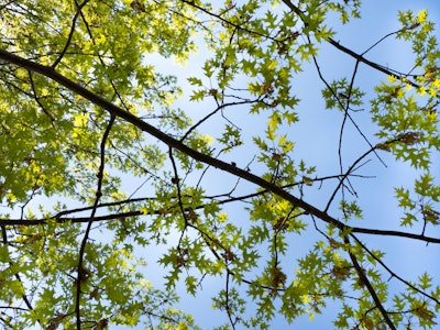 Green Leaves on Tree Branches