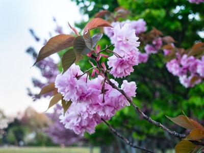 Pink Flowers - A close up of a tree with pink and purple flowers