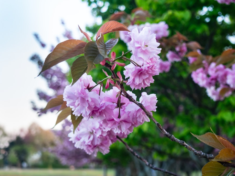 Photo: A close up of a tree with pink and purple flowers