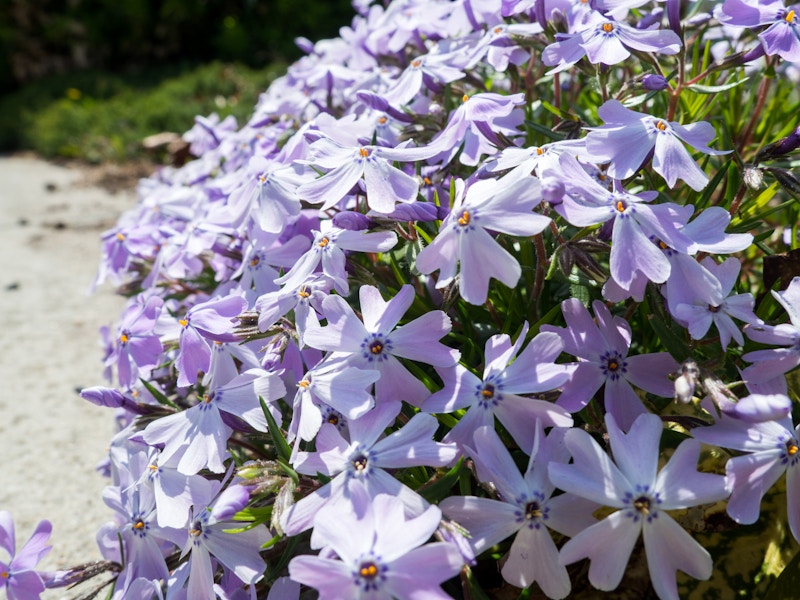 Photo: Flowers