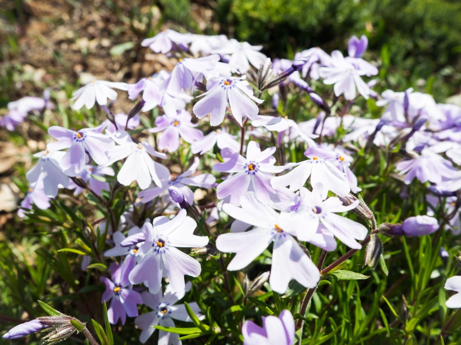 Photo: Flowers