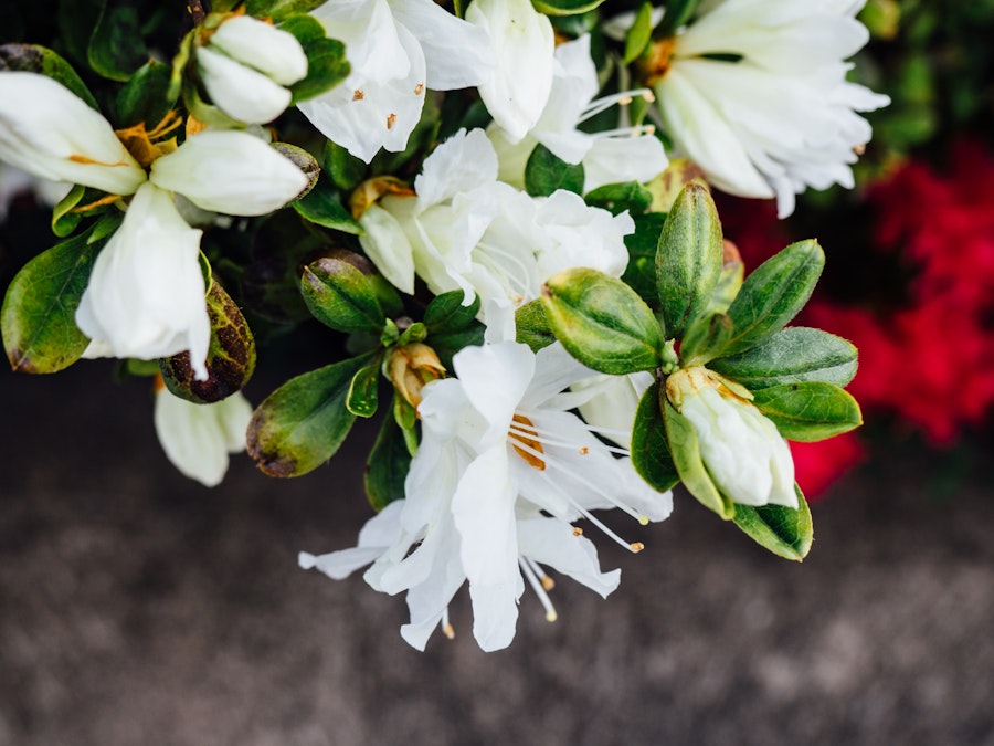 Photo: White Flowers and Leaves