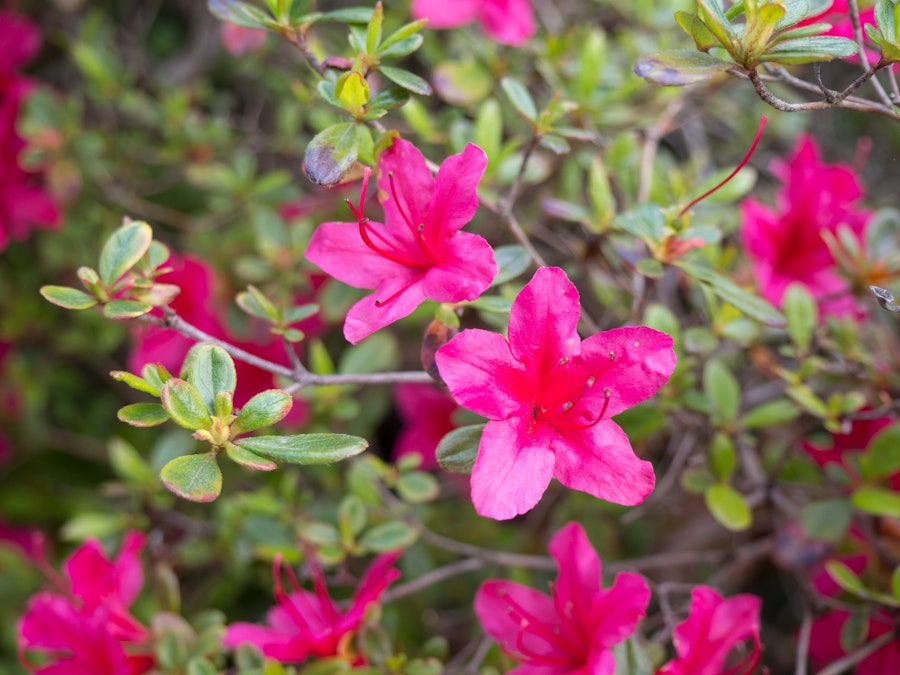 Photo: Pink Flowers