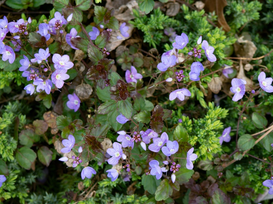 Photo: Purple Flowers and Leaves in Garden