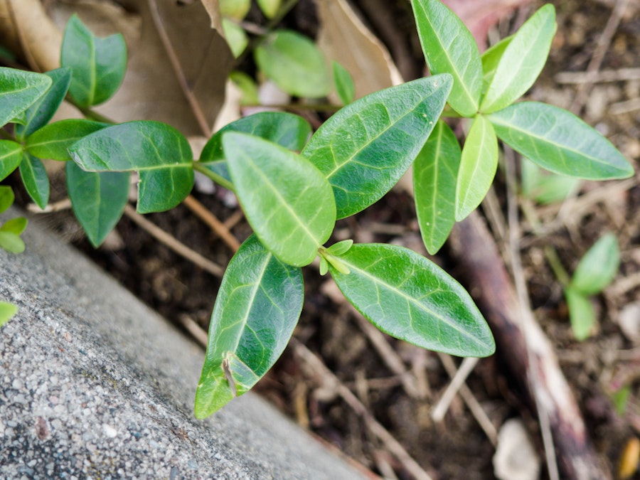 Photo: Leaves and Concrete