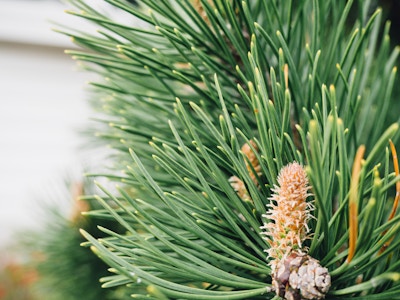 Pine Leaves on Tree