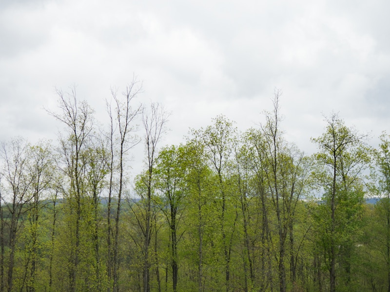 Photo: Trees and Mountains