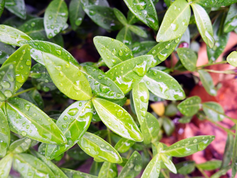 Photo: Raindrops on Leaves