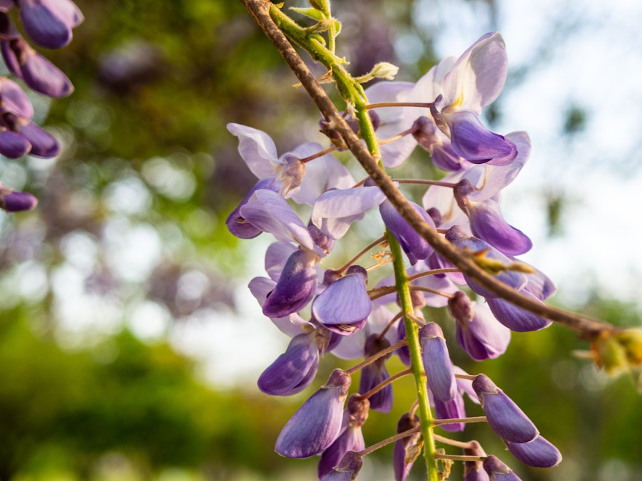 Photo: A close up of purple flowers on a branch in focus 