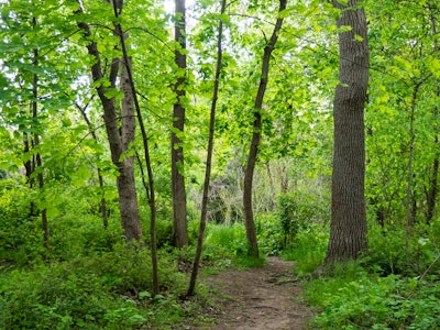 Trees in Forest - A path through a forest surrounded by green trees