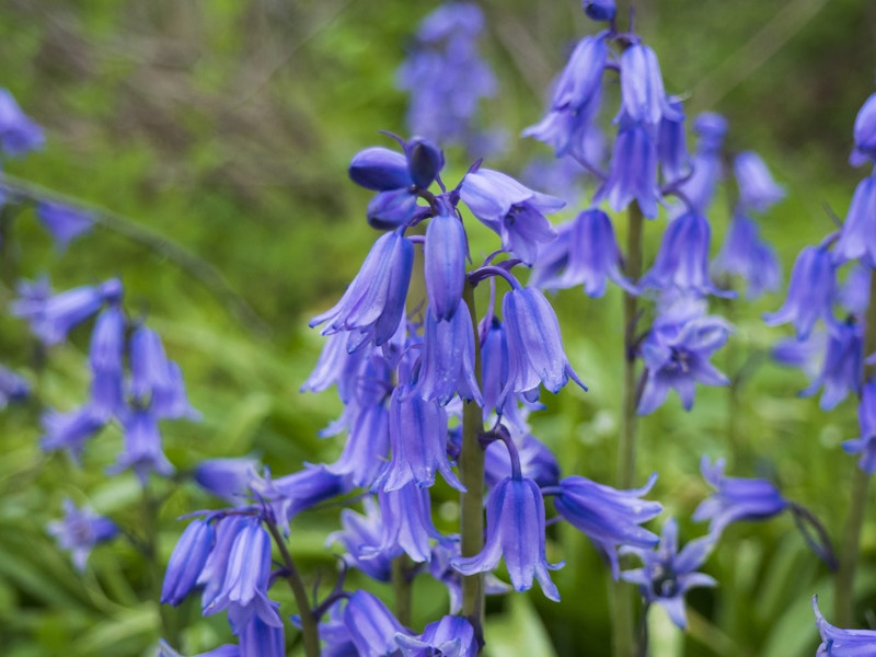 Photo: A group of purple flowers in a field of green leaves 