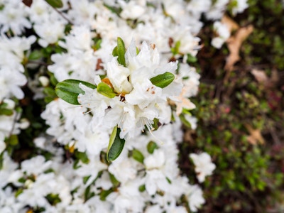 White Flowers