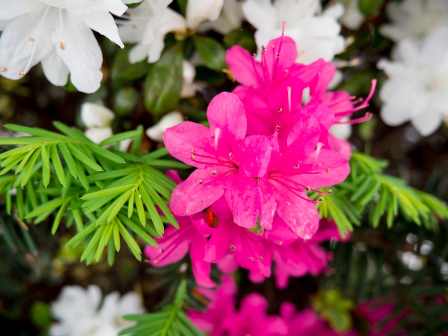 Photo: Pink Flowers