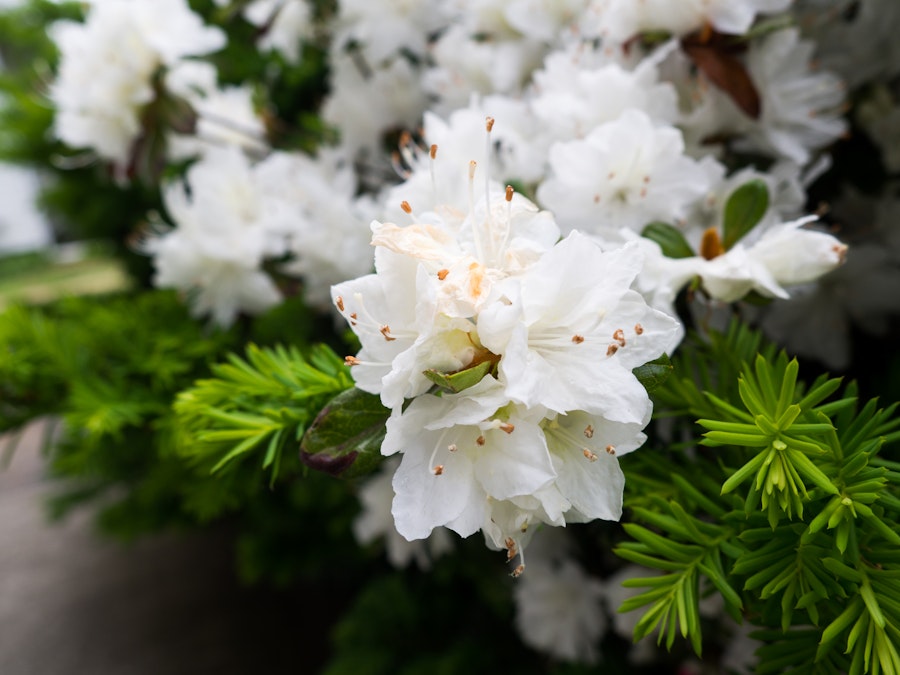 Photo: White Flowers