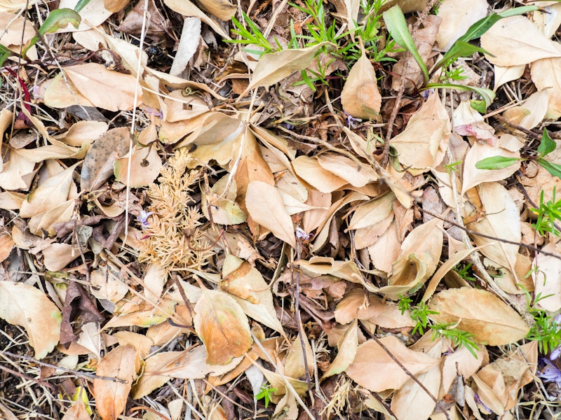 Photo: Leaves