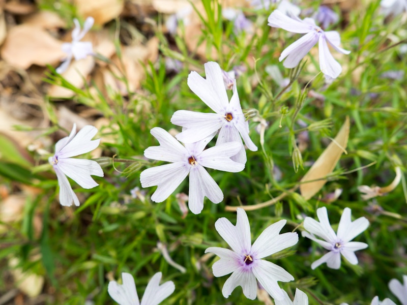 Photo: Flowers
