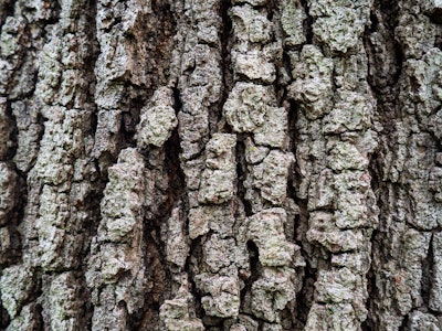 Tree Bark - Close up of a tree bark