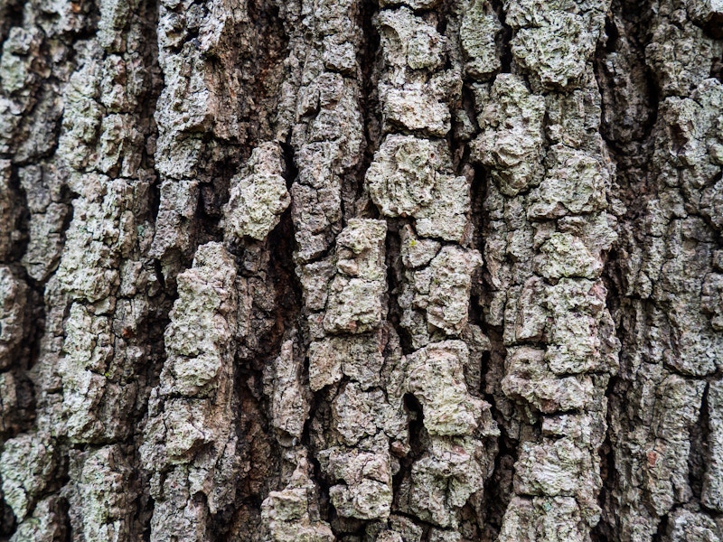 Photo: Close up of a tree bark