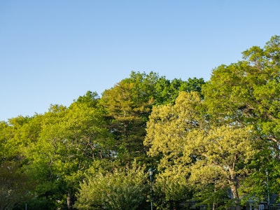 Trees and Blue Sky - A group of trees with green leaves under a blue sky