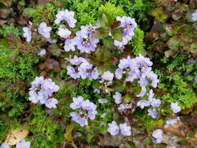 Purple Flowers in Garden