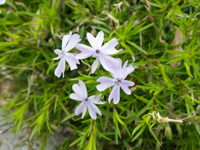 White & Purple Flowers