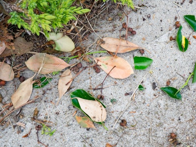 Fallen Leaves on Concrete