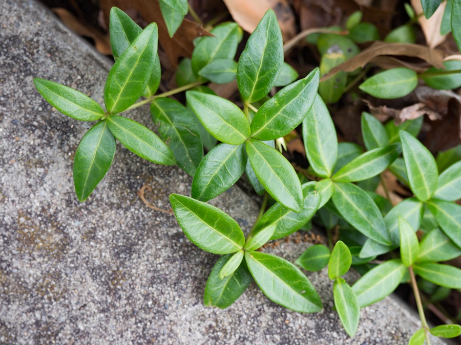 Photo: Leaves on Concrete Texture