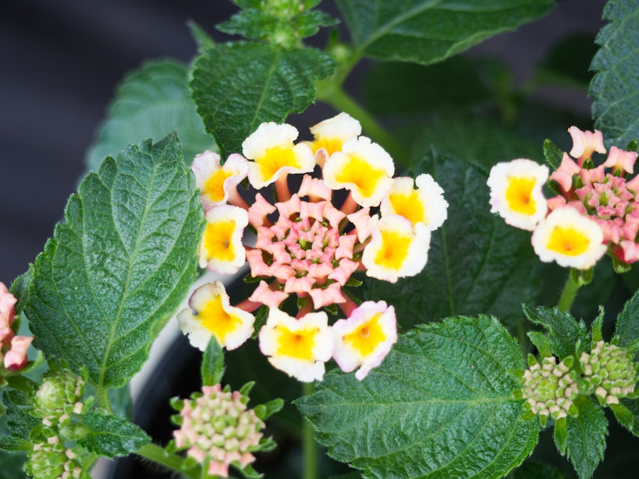 Photo: White and Yellow Flowers with Leaves in Garden