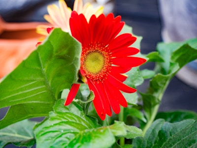 Red Flower with Leaf