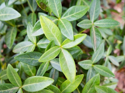 Leaves