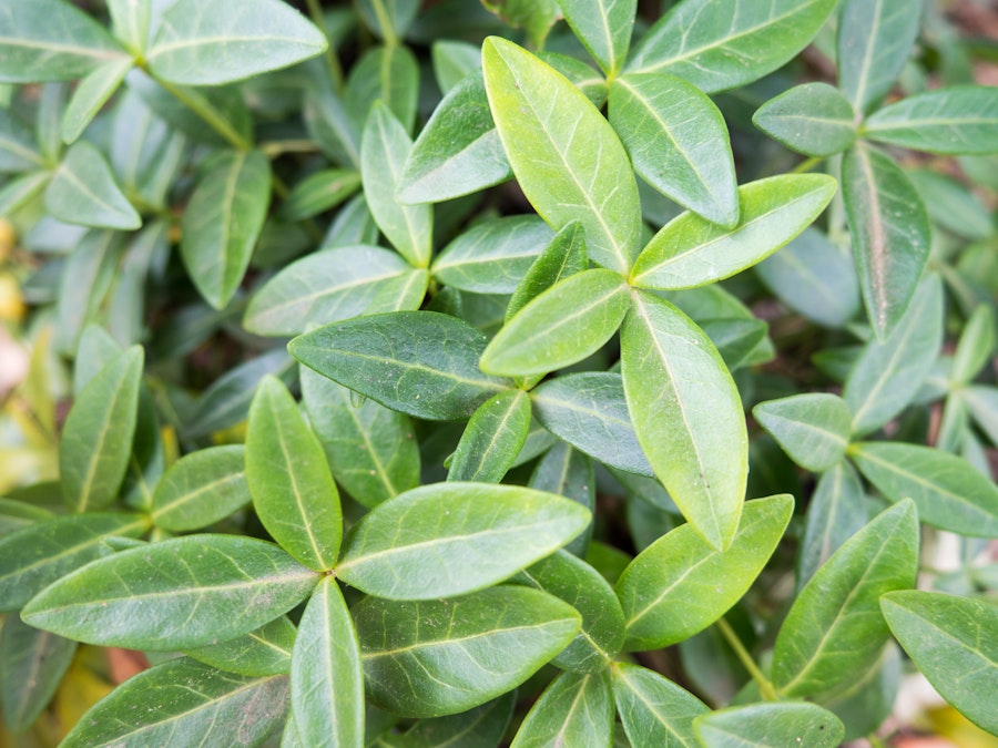 Photo: Leaves