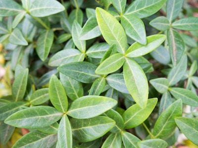 Leaves