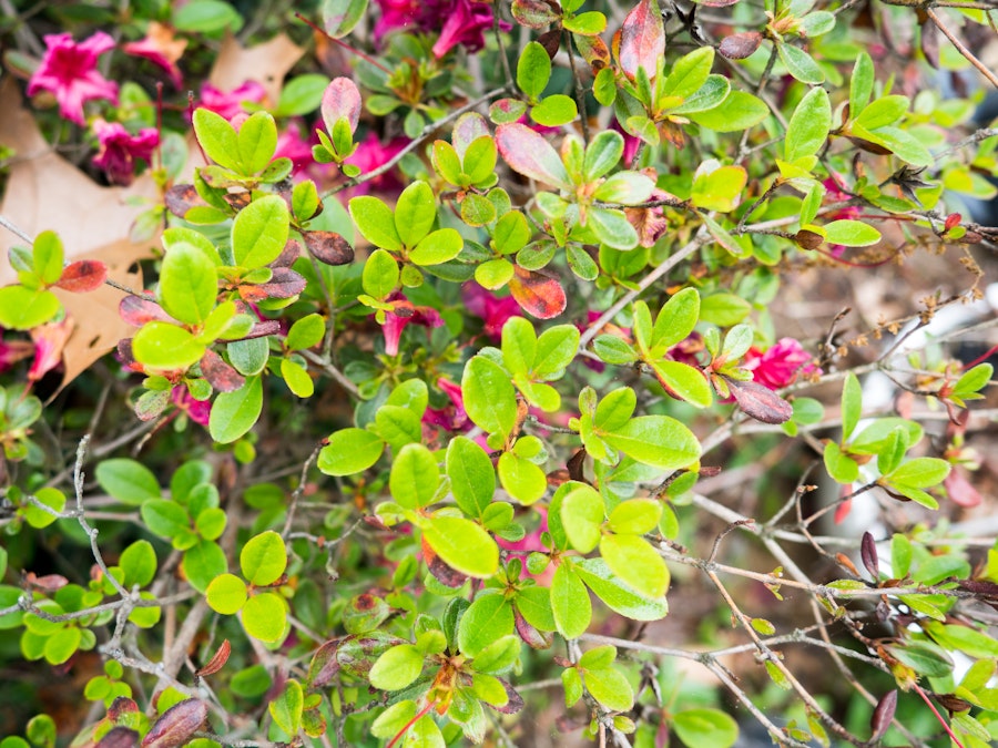 Photo: Small Green Leaves