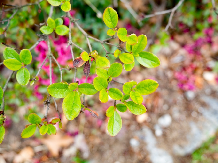 Photo: Green Leaves