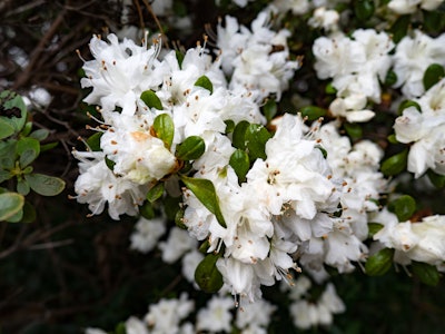 White Flowers on Bush