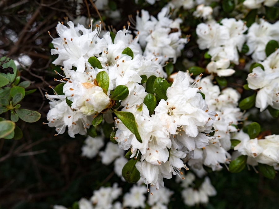 Photo: White Flowers on Bush