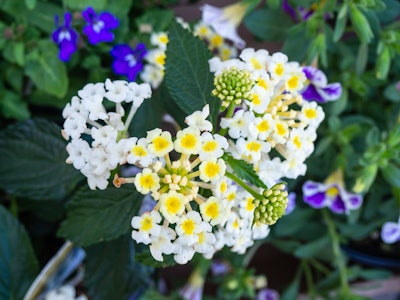Yellow and White Flowers - A group of focused white, purple, and yellow flowers in a garden 
