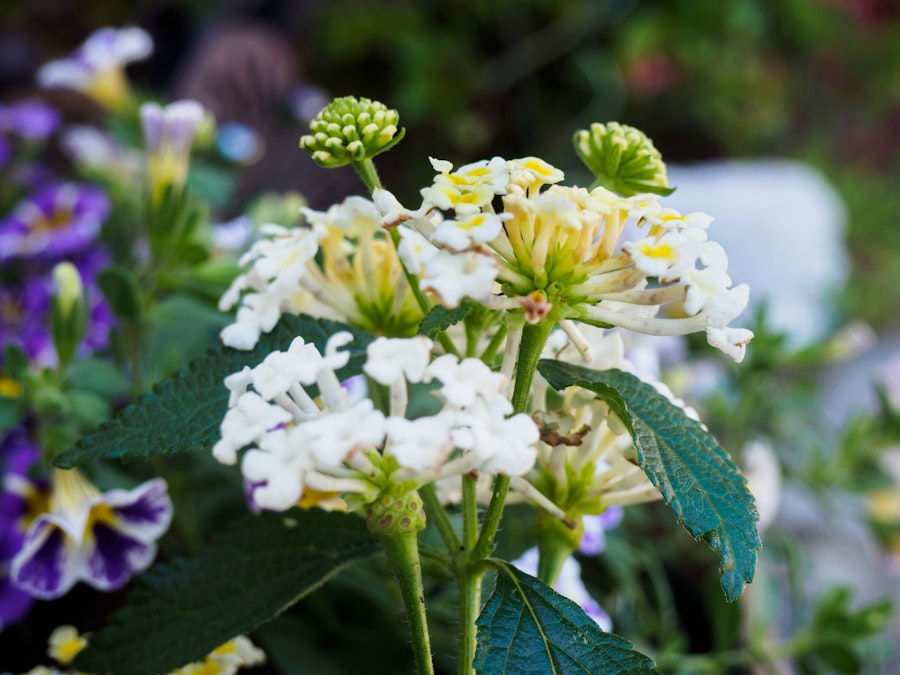 Photo: A close up of a white and yellow flower with a green stem 