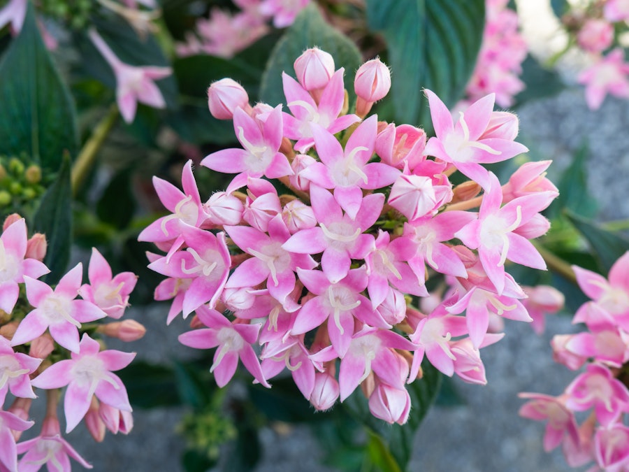 Photo: A close up of pink flowers in focus above a blurred concrete background 
